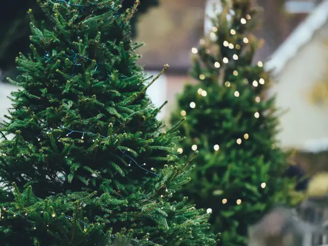 Rozsvícení vánočního stromu - 0 - christmas-tree-1149919.jpg