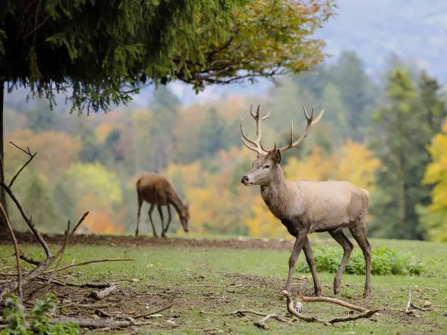 Přednáška pro seniory o myslivosti, přírodě a zvířatech - 0 - deer-5664425.jpg