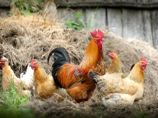 Nařízení Státní veterinární správy - mimořádná opatření, povinnosti pro chovatele